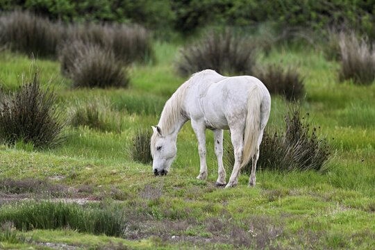 Camargue horse (Equus caballus), grazing in a meadow, Saintes-Marie-de-la-Mer, Camargue, southern France, France