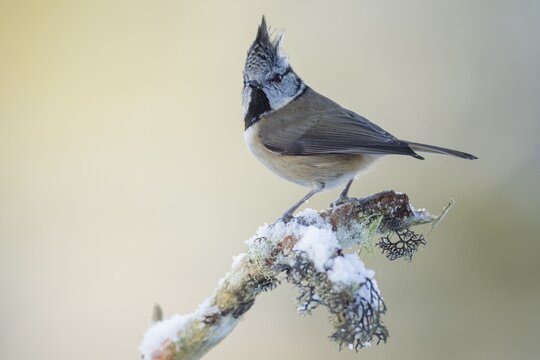 Crested tit (Lophophanes cristatus) adult bird on a snow covered Scots pine branch in winter, Scotland, United Kingdom