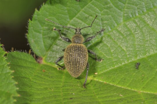 A black vine weevil (Otiorhynchus sulcatus) perched on a green leaf, displaying fine textures and details, Baden-W&uuml;rttemberg, Germany