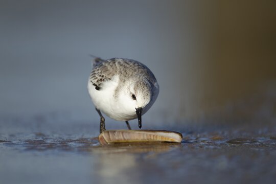Sanderling (Calidris alba) adult wading bird in winter plumage feeding on a razorshell on a beach, Suffolk, England, United Kingdom