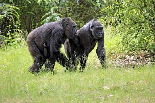 Western gorilla (Gorilla gorilla), adult, female, two, walking