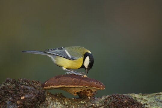 Great tit (Parus major) adult garden bird searching for food on a Bracket fungi in winter, England, United Kingdom