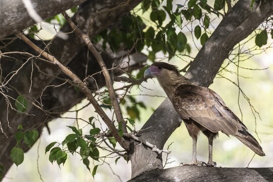 Crested caracara (Caracara plancus), Curacao