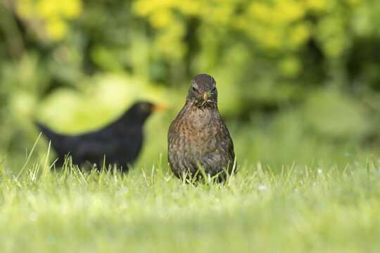 European blackbird (Turdus merula) adult female bird collecting worms and grubs for food on a garden lawn in spring, Suffolk, England, United Kingdom