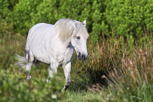 Camargue horse (Equus caballus), mare running across a meadow, Saintes-Marie-de-la-Mer, Camargue, southern France, France