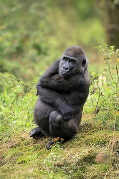 Western gorilla (Gorilla gorilla), juvenile, one year old, sitting on the ground, alert