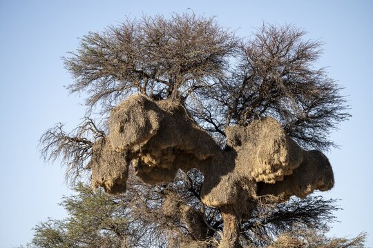 Sociable weaver Community nests (Philetairus socius) in tree, Kgalagadi Transfrontier Park, Northern Cape, South Africa