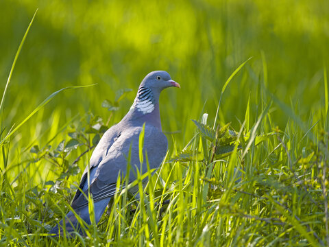 Wood pigeon (Columba palumbus), perched in the grass, Solms, Hesse, Germany