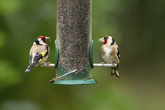 European goldfinch (Carduelis carduelis) two adult garden birds on a niger seed feeder, England, United Kingdom