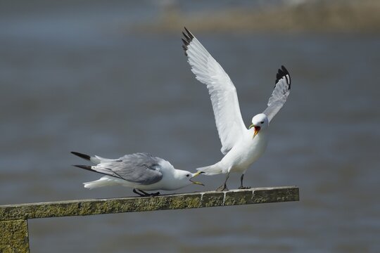 Black legged kittiwake (Rissa tridactyla) two adult seabird birds squabbling on a wooden post, England, United Kingdom
