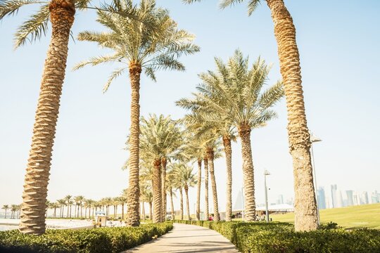 Doha, Qatar - 8th january, 2026: cinematic paved walkway MIA Park Doha. Tall palm trees, green square hedges lining path, sunny blue sky. Modern lamp posts. The 7 Sculpture By Richard Serra