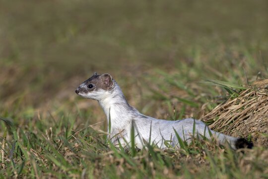 Ermine or Eurasian weasel (Mustela erminea), moulting from winter to summer coat, M&uuml;nster, Tyrol, Austria