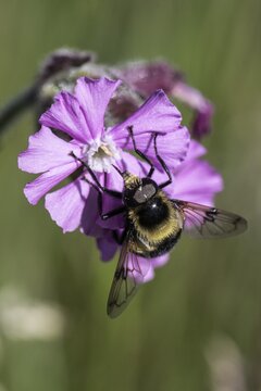 Red campion (Silene dioica) with bumblebee hawk-moth (Eristalis intricaria), Emsland, Lower Saxony, Germany