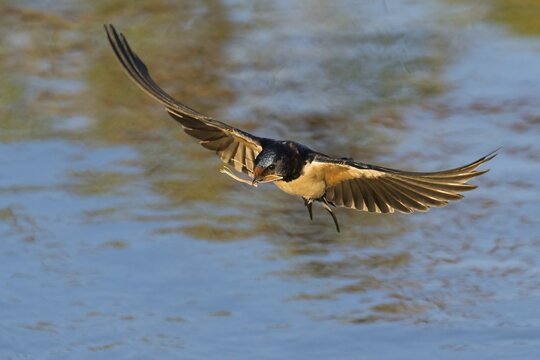 A Barn Swallow (Hirundo rustica) flies over the water, wings spread wide, with nesting material in its beak, Hesse, Germany