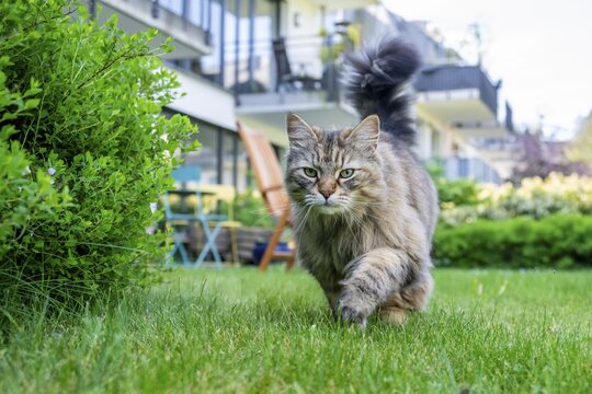 Siberian cat, pedigree cat running across grass in a garden, symbolic photo cat in the garden