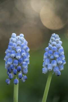 Pearl hyacinths (Muscari armeniacum Peppermint), Emsland, Lower Saxony, Germany