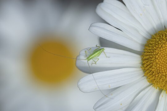 Oak bush cricket (Meconema thalassinum) juvenile insect on an Oxeye daisy flower in summer, Suffolk, England, United Kingdom