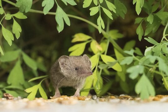 A house shrew (Crocidura russula) explores its surroundings amongst the leaves, showing curiosity, Hesse, Germany