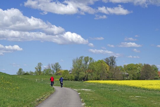 Two cyclists on a winding country road next to a blooming yellow canola field