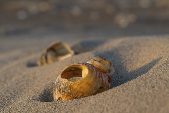 Shells lying in sand, evening light, Sorteb&aelig;rdalen Strand, Houvig, North Sea, Denmark