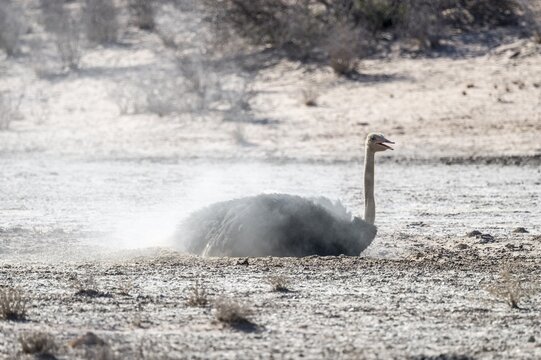 Dust bath, male, common ostrich (Struthio camelus), Kgalagadi Transfrontier National Park, Northern Cape, South Africa