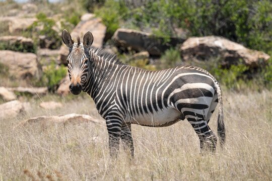 Cape Mountain Zebra (Equus zebra zebra), adult animal, Mountain Zebra National Park, Eastern Cape, South Africa