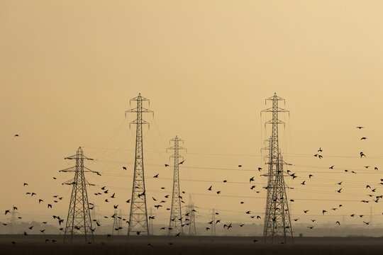 Common starling (Sturnus vulgaris) adult birds flying together in a flock during a murmuration at dusk with electricity pylons in the background, England, United Kingdom