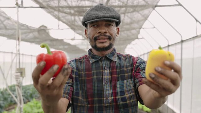 Happy African American man farmer wearing a hat standing smiling and holding red sweet peppers and yellow or bell peppers in two dirty hands while looking at camera in a greenhouse on organic farm. 