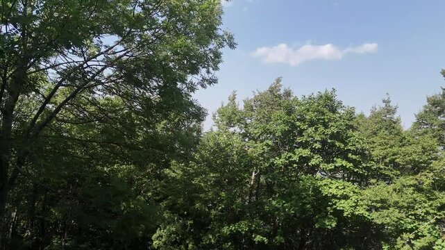 Densa vegetazione verde con alberi in piena foglia sotto un cielo limpido e poche nuvole bianche