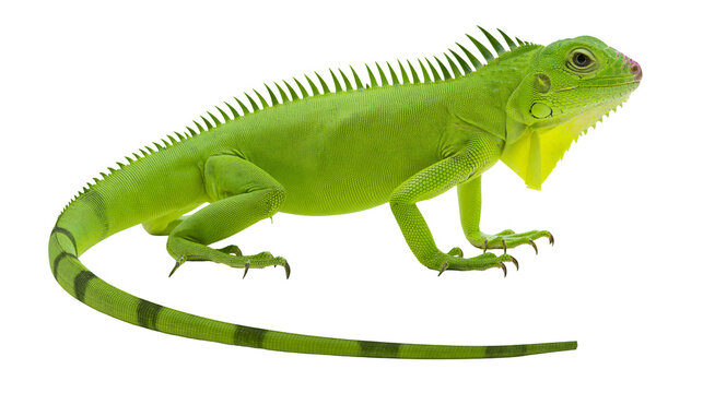 Green iguana reptile with spiky crest and banded tail