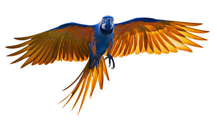 Blue and yellow macaw parrot flying with wings spread © Isadora