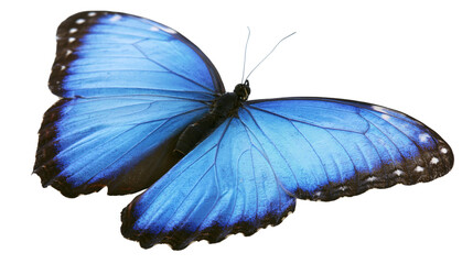 Blue morpho butterfly with black wing edges and white spots © Isadora