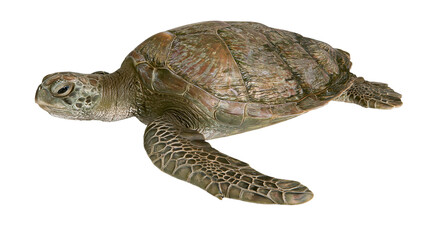 Green sea turtle swimming with flippers extended © Isadora