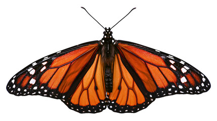 Monarch butterfly with orange black, and white wings spread © Isadora