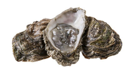 Freshly opened oysters with grey flesh and rough shells © Isadora