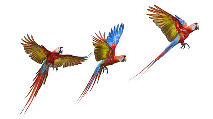 Three Scarlet Macaws in flight with wings spread © Isadora