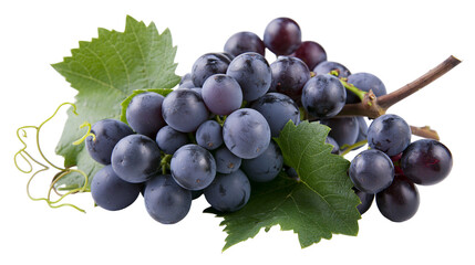 Dark blue grapes with green leaves on vine © Isadora