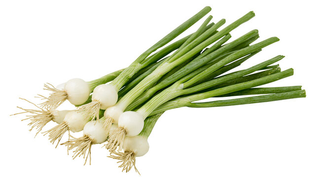 Fresh green onions with white bulbs and roots
