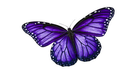 Vibrant purple butterfly with white spots on wings © Lyra