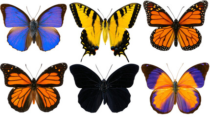 Collection of six colorful butterflies with spread wings © Lyra
