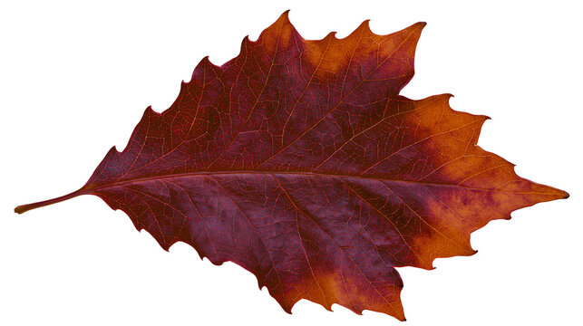 Autumn Oak Leaf with Jagged Edges and Veins