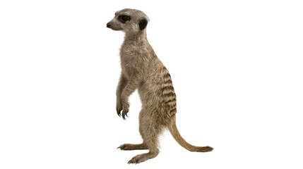 Meerkat standing upright on hind legs alert posture, detailed fur © Lyra