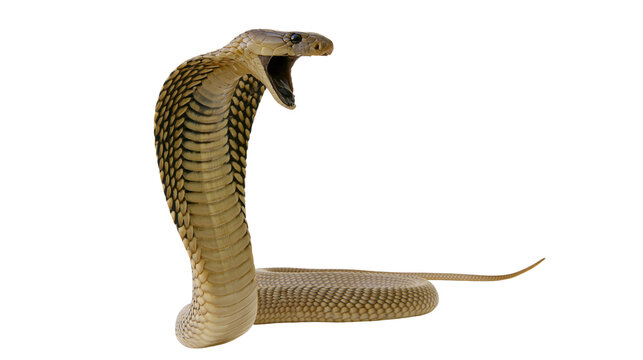 Cobra snake with open mouth and hood flared