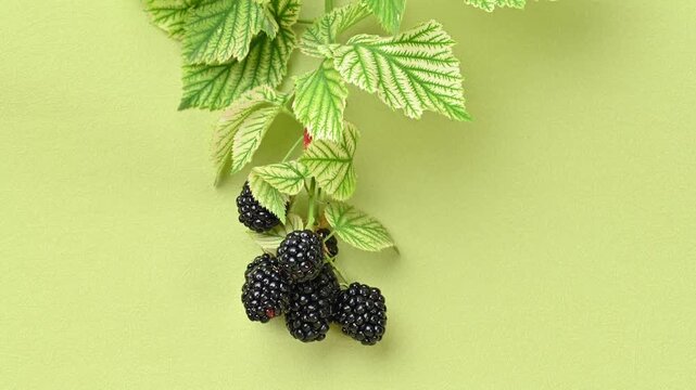 Video of a blackberry branch