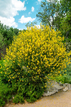 A dyestuff on a clear sunny day. Flora plants flowers floristry.