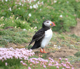 puffin on a cliff © KevinT