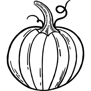 Hand Drawn Pumpkin Line Art Illustration