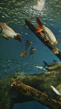 Pacman Catfish Swims Among Other Silver Prochilodus Fishes. Giant Catfish Swim In Aquarium. Lophiosilurus Alexandri Is Species Of Catfish Order Siluriformes Of Family Pseudopimelodidae