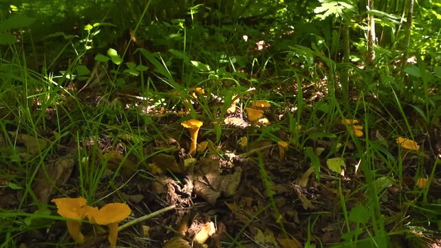 Bright yellow wild chanterelle mushrooms growing on the forest floor among green grass and dry leaves. Sunny summer day in the woods with beautiful sunbeams illuminating the edible fungi