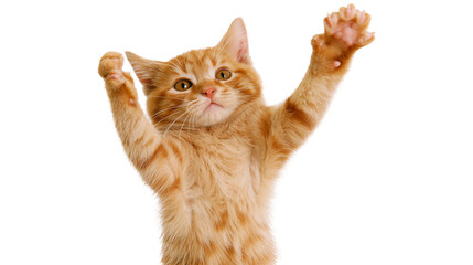 Ginger tabby kitten with paws raised © Peregrine